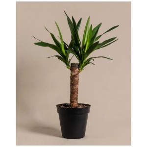 Petite plante d'intérieur Yucca dans un pot noir, hauteur env. 60-70 cm.