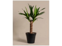 Feey Kleine Yucca elephantipes Höhe 60 - 70 cm