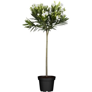 Oleandro GROW by OBI con fiori bianchi in vaso (circa 20 cm Ø).