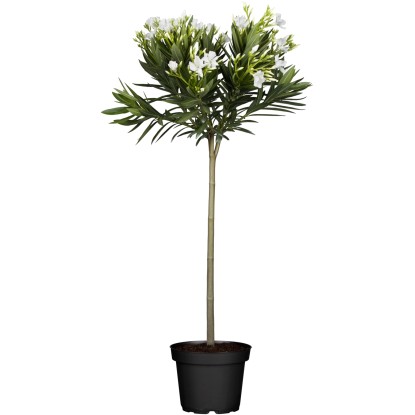 GROW by OBI Alberello d'ulivo Olea europea vaso Ø 65 cm