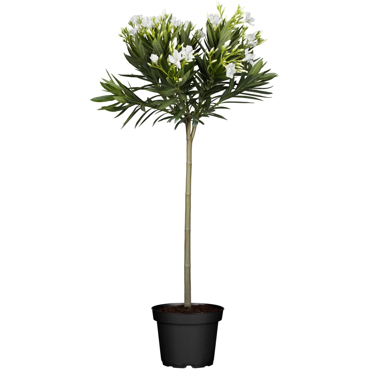 sansevieria bruges Sansevieria Cylindrica | Snake Plant | Care Guide and Pro Tips - Delivery  from Toronto across Canada main image 1