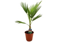 Palma Washington Washingtonia robusta vaso Ø 21 cm / altezza 80 cm