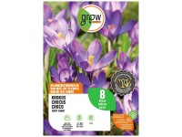 GROW by OBI Krokus Blumenzwiebel Ruby Giant blau 8 Stk.