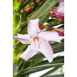 Gros plan sur une fleur d'oléandre rose (Nerium) en pot de GROW by OBI.
