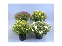 Chrysantheme Topf Ø ca. 25 cm