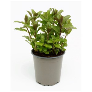 Menta piperita bio (Mentha piperita) in vaso, foglie verdi.