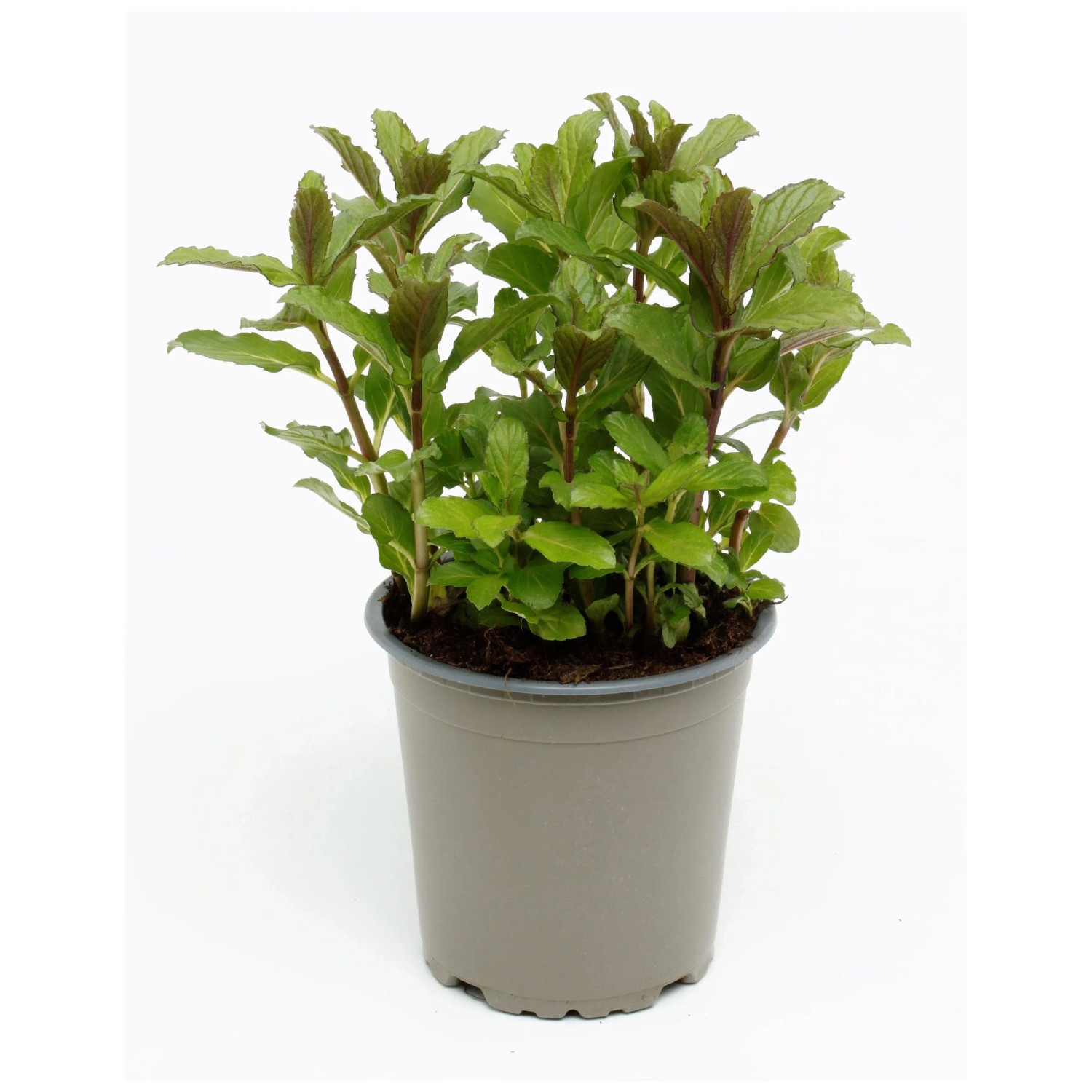 Pfefferminze Mentha piperita Bio Topf  13 cm