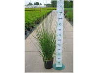 Pfeifengras Molinia caerulea Container 6 l Pfeifengras Molinia caerulea Container 6 l