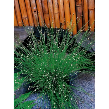 Herbe poil Blanc pot Ø env. 11 cm