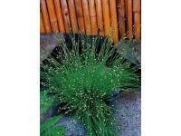 Frauenhaargras Weiss Topf Ø ca. 11 cm