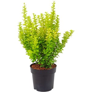 Berberis 'Maria' in vaso con foglie giallo oro. Berberis per giardino e aiuola.