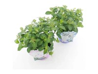 Bauernhortensie French Bolero Hydrangea Topf Ø 20 cm / 1 Stk.