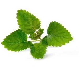 Semi biologici di melissa per giardino indoor Véritable, foglie verdi fresche.