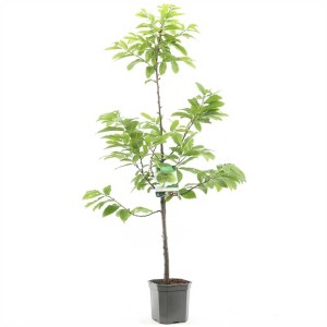 Châtaignier (Castanea sativa) en pot, env. 150-175 cm de haut, avec des feuilles vertes.