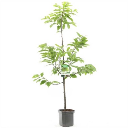 Châtaignier Castanea sativa pot 30 l / H 150 - 175 cm