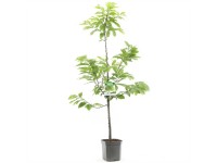 Edelkastanie Castanea sativa Topf 30 l / Höhe 150 - 175 cm