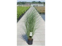 Chinaschilf Miscanthus sinensis Kleine Fontäne Container 6 l Chinaschilf Miscanthus sinensis Kleine Fontäne Container 6 l