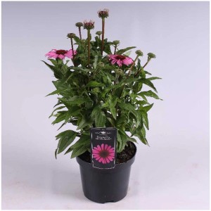 Echinacea Mooodz in vaso, fiori rosa e foglie verdi.