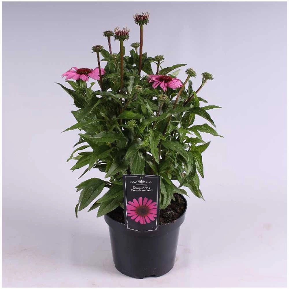 Sonnenhut Mooodz Echinacea Topf Ø 19 cm kaufen bei OBI
