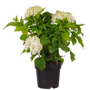 Ortensia Annabelle in vaso con grandi fiori bianchi e foglie verdi.