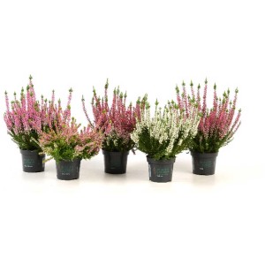 Bruyère Beauty Ladies en pot de 9 cm avec des fleurs de différentes couleurs.