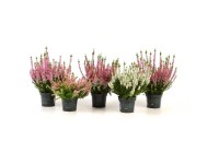 Besenheide Beauty Ladies Calluna vulgaris Mix Topf Ø 9 cm / 1 Stk.