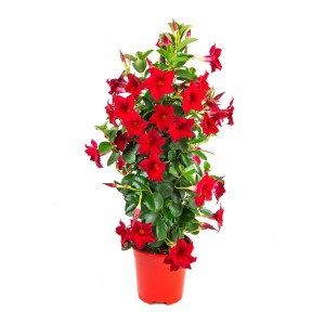 GROW by OBI Dipladenia Sundevillea Pyramide avec fleurs rouges en pot, env. 60-80 cm de haut.
