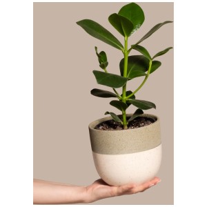 Feey Clusia Rosea Princess en pot, plante d'intérieur aux feuilles brillantes.