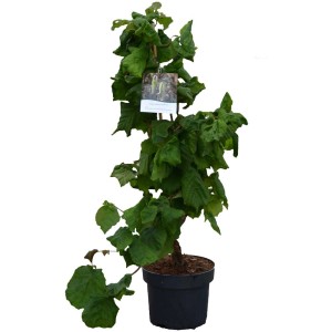 Nocciolo contorto Corylus avellana in contenitore da 6 l con germogli dalla crescita bizzarra.