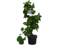 Korkenzieherhasel Corylus avellana Container 6 l