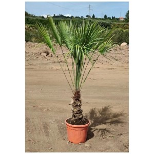 Palmier nain Chamaerops humilis sur tronc en pot, hauteur env. 180 cm.