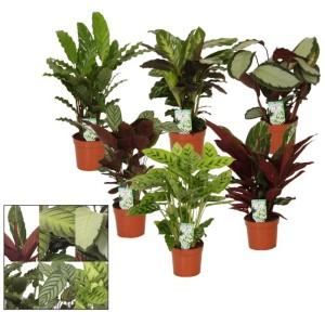 Différentes variétés de Calathea en pot, plantes d'intérieur colorées pour zones semi-ombragées.