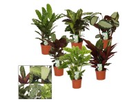 Korbmarante Calathea Topf Ø ca. 12 cm