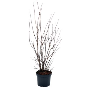 Deutzia 'Mont Rose' in vaso da 4,5 l, alta circa 50-60 cm, senza foglie.
