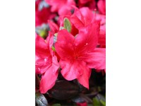 Japanische Azalee Hachmann Verschiedene Sorten 6 l