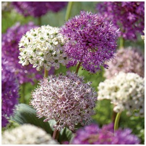 Photo de l'ail d'ornement GROW by OBI Purple Sensation mix, fleurs violettes et blanches.