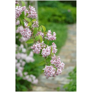 Rosendeutzie (Deutzia) in fiore in contenitore da 4,5 l con delicati fiori rosa.