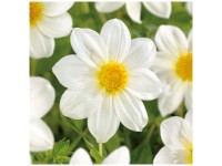 Grow by OBI Dahlie Unwin Mignon White 1 Stk. Grow by OBI Dahlie Unwin Mignon White 1 Stk.