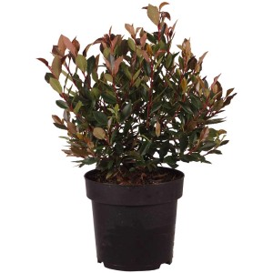 Photinia Chico in vaso, arbusto sempreverde con germogli rosso-marrone.