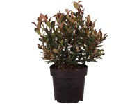 Glanzmispel Chico Photinia fraseri Topf 2,8 l
