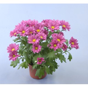 Chrysantheme im Topf, rosa Blüten mit gelber Mitte, grüne Blätter. Herbstliche Beet- und Kübelbepflanzung.