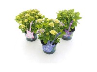 Hortensie Music Collection® Hydrangea Topf Ø 20 cm / 1 Stk.