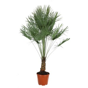 Palmier nain Chamaerops humilis sur tronc en pot, hauteur env. 180 cm.