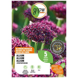 Bulbe d'ail d'ornement AtroPurpureum avec fleurs rouge-violet, 60 cm de haut.