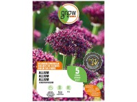 GROW by OBI Zierlauch Blumenzwiebel AtroPurpureum Purpur/Rot 60 cm
