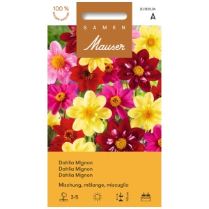 Sachet de graines de Dahlia Mignon Mix avec des fleurs de dahlia colorées à fleurs simples en jaune, rouge et rose.