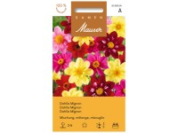 Dahlien Mignon Mischung