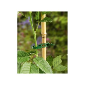 Legaccio per piante verde (50 pz) su pianta e bastoncino di bambù per il fissaggio in giardino.