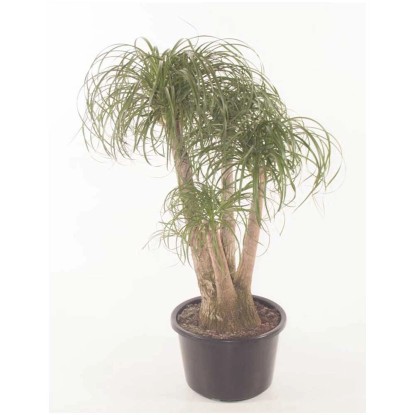 Elefantenfuss Beaucarnea Topf Ø 41 cm kaufen bei OBI