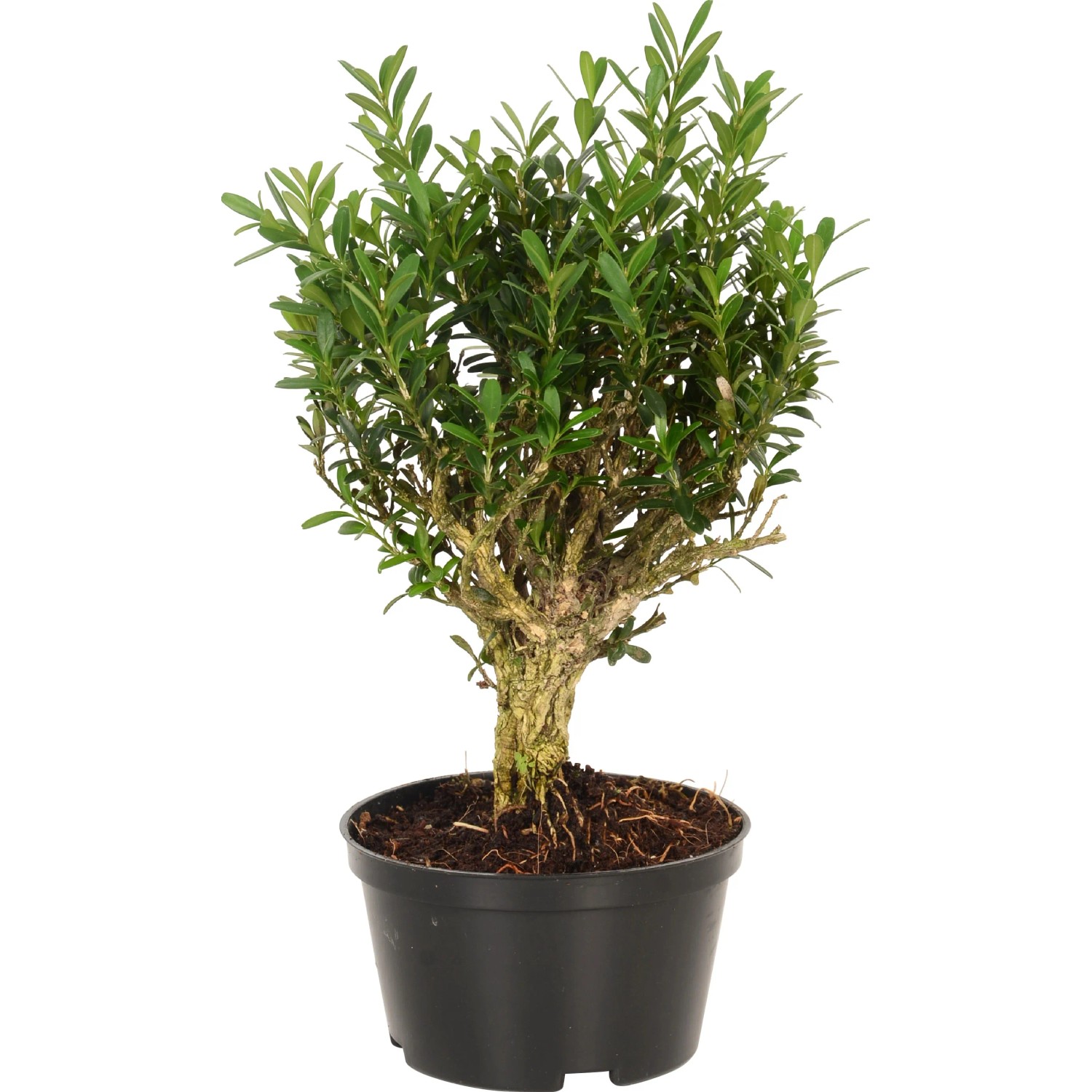 Bonsai-Mix rund verschiedene Sorten Topf  10 cm / 1 Stk.